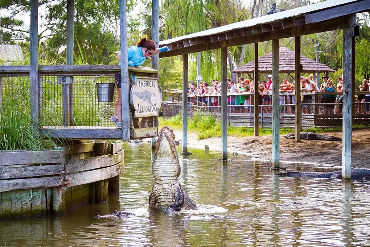 This exterior image captures a lively alligator feeding session, with a zookeeper engaging both the alligator and a gathered crowd. The setting is dynamic and outdoors, evoking a sense of adventure and group-based fun, with people clearly enjoying a memorable local attraction.